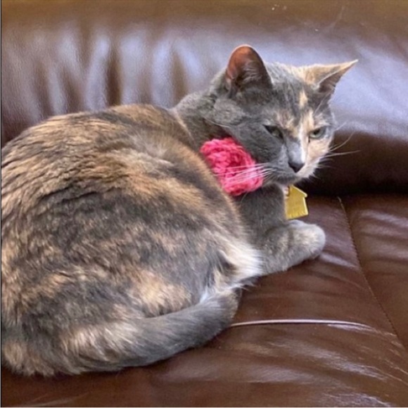 HAND CRAFTED Crocheted Trio Colorful Cat Collar Flowers With Attachment Band - Picture 8 of 8